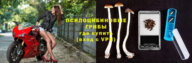 Псилоцибиновые грибы Cubensis  Хабаровск 